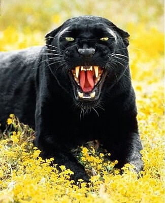 Black Panther