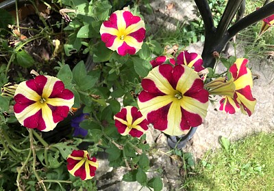 Striped Petunias