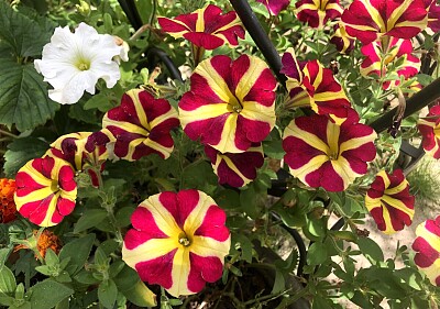 One White Petunia jigsaw puzzle