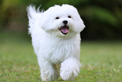 פאזל של Bichon Maltais