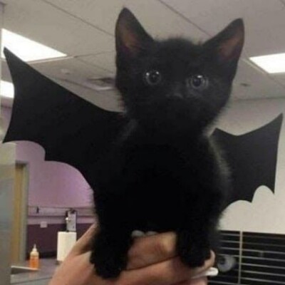 gatinho morcego