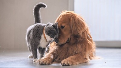 פאזל של gato y perro