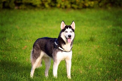 Husky jigsaw puzzle