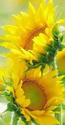 girasoles