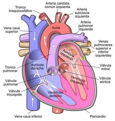 CORAZÓN