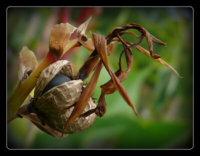 Fleur fruit