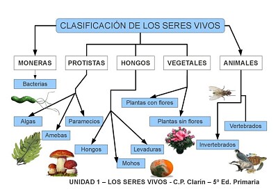 CLASIFICACION DE LOS SERES VIVOS