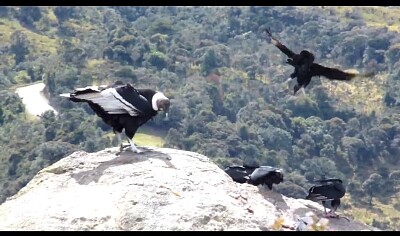 AVISTAMIENTO DE AVES