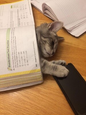 gatinho dormindo no livro