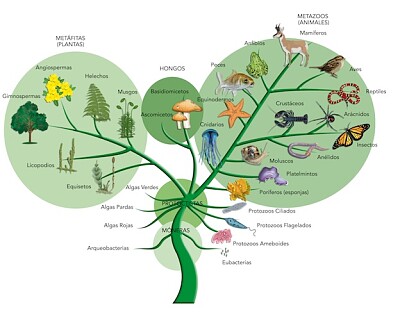 plantae jigsaw puzzle