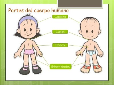 Partes del Cuerpo