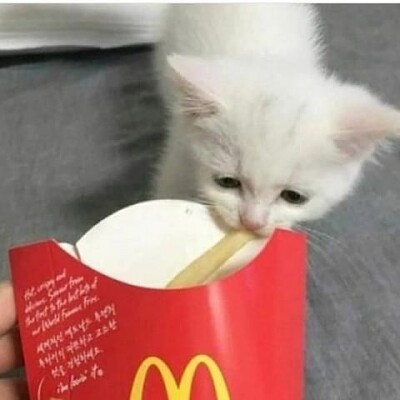 פאזל של gatinho comendo batata