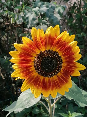 Dark sunflower jigsaw puzzle