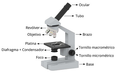 Partes de un microscopio optico