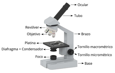 Jogo didático Quebra-cabeça do microscópio