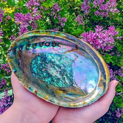 Abalone