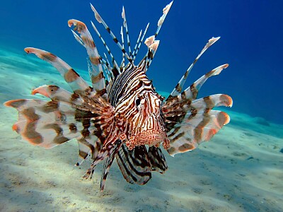 פאזל של Lionfish