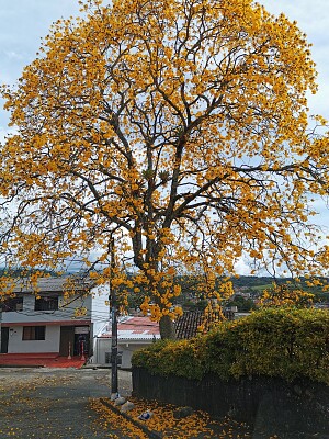 GUAYACANES