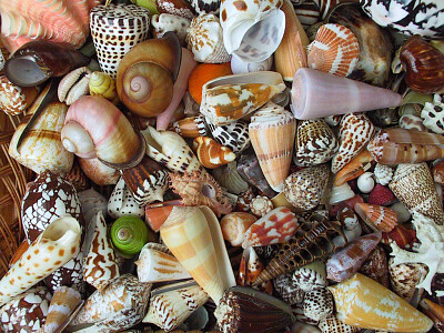 Shells