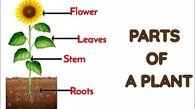 פאזל של parts of a plant