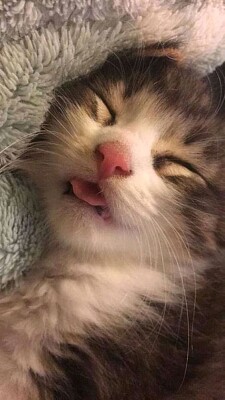gatinho mostrando a linguinha