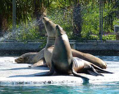 Otaries de Californie