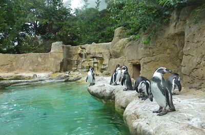 Manchots au zoo d 'Amiens