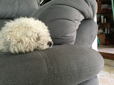 פאזל של Dog on sofa