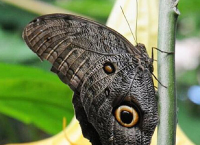 Caligo ou grand papillon chouette