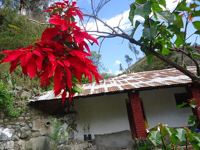 flor de navidad en la quebrada