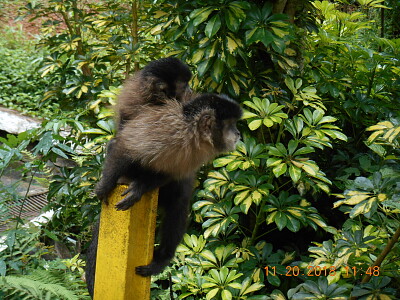 פאזל של Macaco no parque