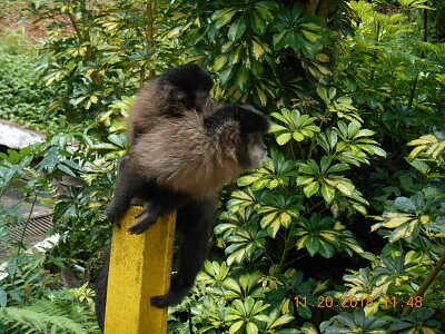 Macaco no parque