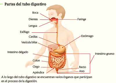 פאזל של SISTEMA DIGESTIVO