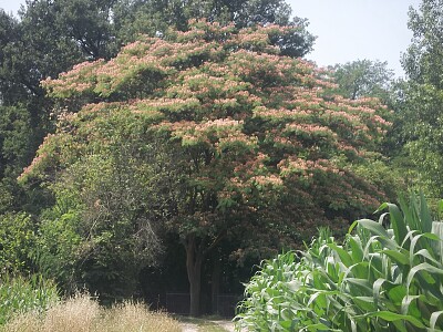 acacia jigsaw puzzle