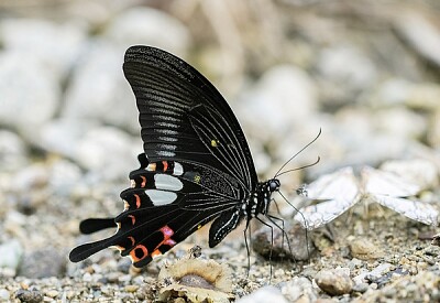 Papilio helenus