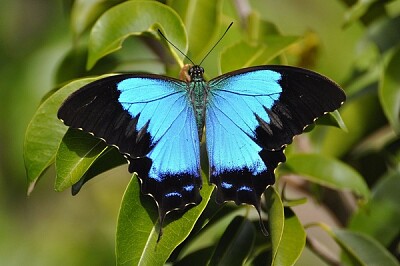 Papilio montrouzieri