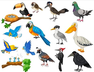 Aves jigsaw puzzle