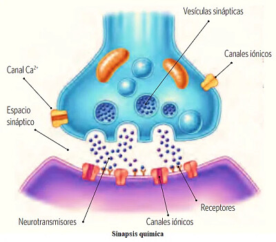 Sinapsis