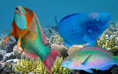 פאזל של Parrotfish
