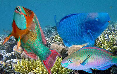 Parrotfish jigsaw puzzle