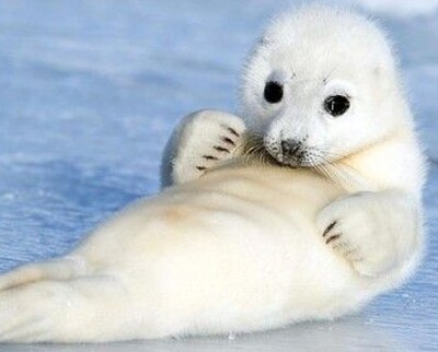 Foca 2