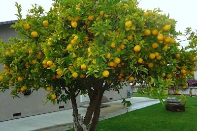 פאזל של lemon