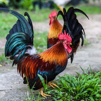 Roosters