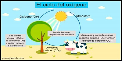 Arma el rompecabezas