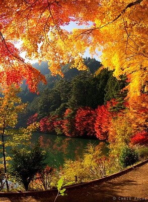Autumn leaves jigsaw puzzle