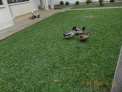 Marrecos no gramado