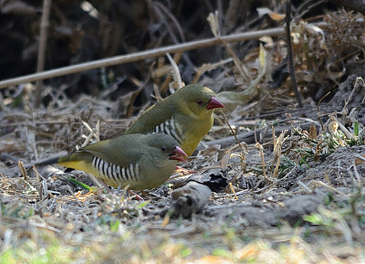 פאזל של Bengalino verde