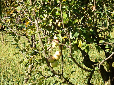 albero di mele