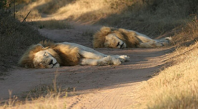 פאזל של lions