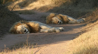 lions jigsaw puzzle